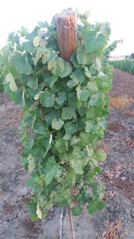 Terras - Agroturismo & Vinhos Beja Eksteriør billede