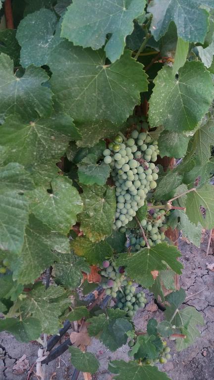 Terras - Agroturismo & Vinhos Beja Eksteriør billede
